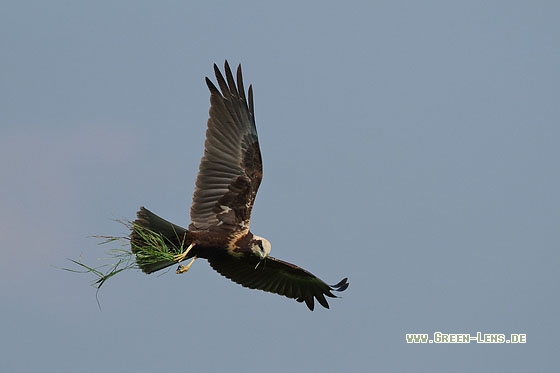 Rohrweihe - Copyright Stefan Pfützke