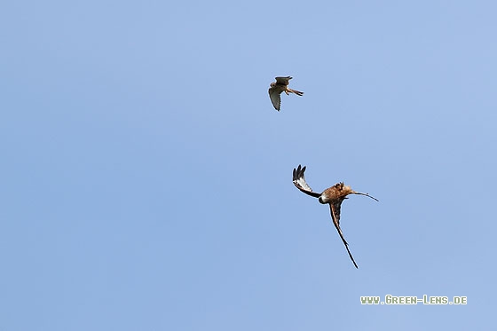 Rotmilan - Copyright Stefan Pfützke