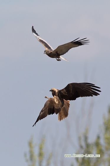 Rohrweihe - Copyright Mathias Putze