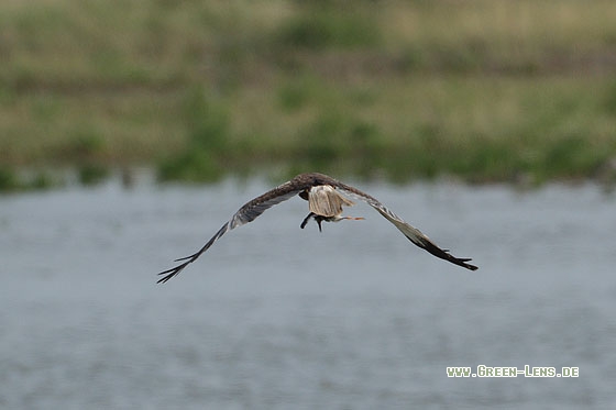 Rohrweihe - Copyright Stefan Pfützke