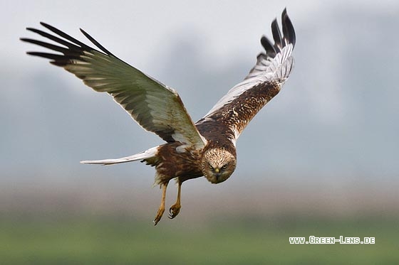 Rohrweihe - Copyright Stefan Pfützke