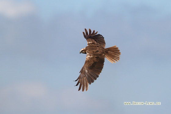 Rohrweihe - Copyright Stefan Pfützke