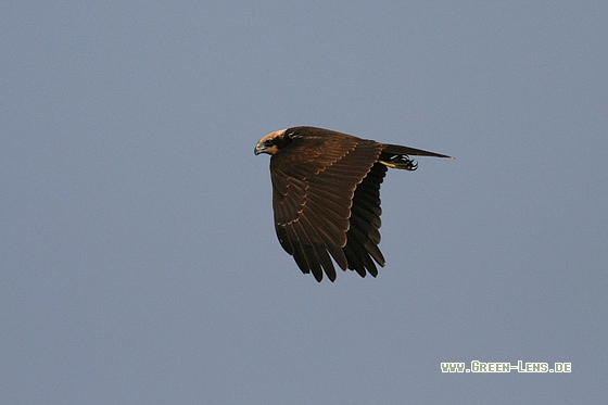 Rohrweihe - Copyright Stefan Pfützke
