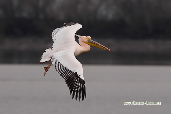 Rosapelikan - Copyright Stefan Pfützke