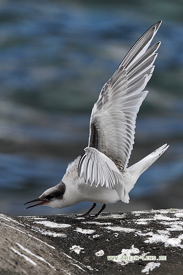 Rosenseeschwalbe - Copyright Stefan Pfützke