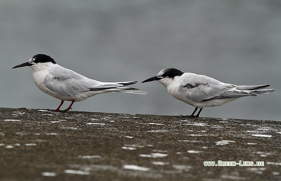Rosenseeschwalbe - Copyright Stefan Pfützke