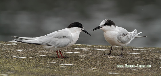 Rosenseeschwalbe - Copyright Stefan Pfützke