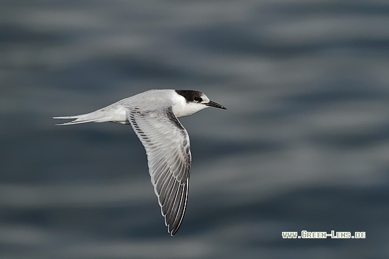 Rosenseeschwalbe - Copyright Stefan Pfützke