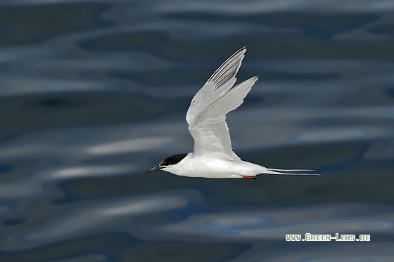 Rosenseeschwalbe - Copyright Stefan Pfützke