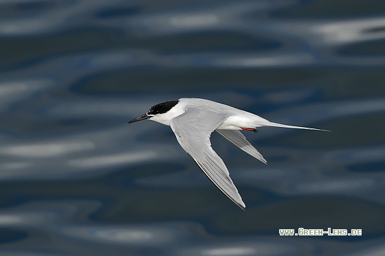 Rosenseeschwalbe - Copyright Stefan Pfützke