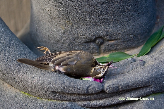 Rotdrossel - Copyright Mathias Putze