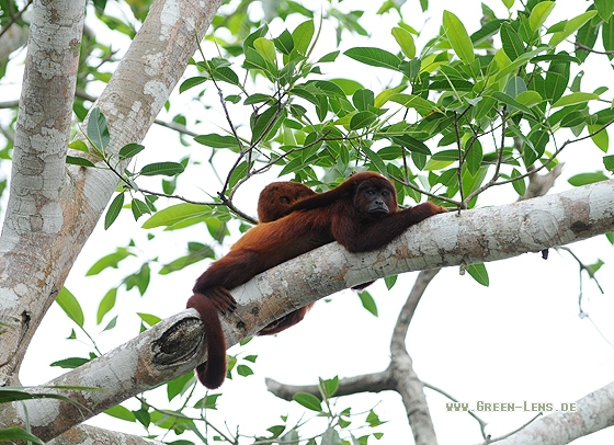 Roter Brüllaffe - Copyright Christian Gelpke