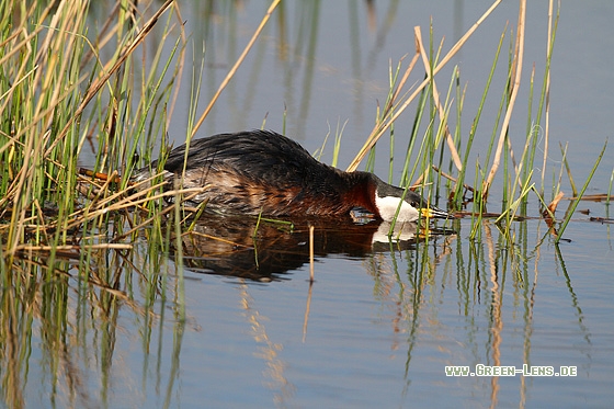 Rothalstaucher - Copyright Stefan Pfützke