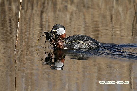 Rothalstaucher - Copyright Stefan Pfützke