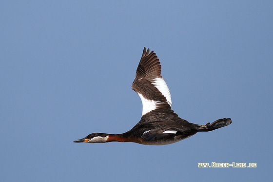 Rothalstaucher - Copyright Stefan Pfützke