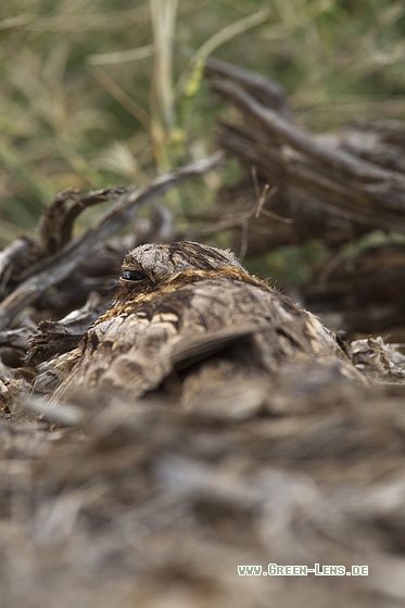 Â Rothals-Ziegenmelker - Copyright Mathias Putze