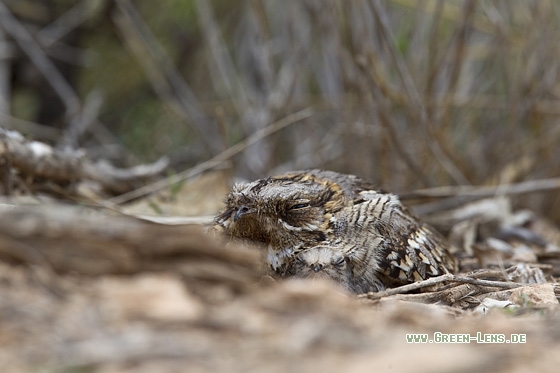 Â Rothals-Ziegenmelker - Copyright Mathias Putze