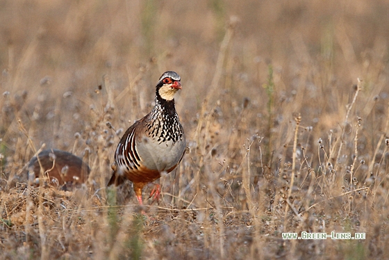 Rothuhn - Copyright Christoph Moning