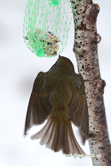 Rotkehlchen - Copyright Stefan Pfützke