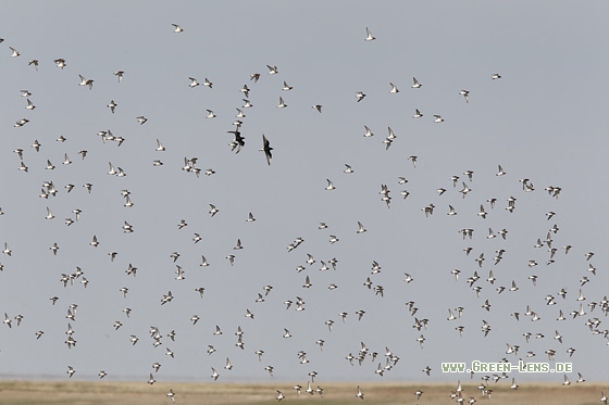 Rotkehl-Strandläufer - Copyright Mathias Putze