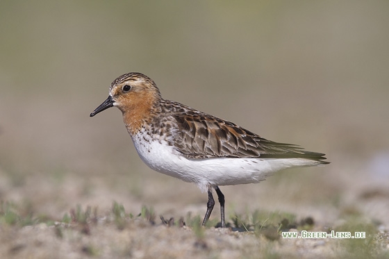 Rotkehl-Strandläufer - Copyright Mathias Putze
