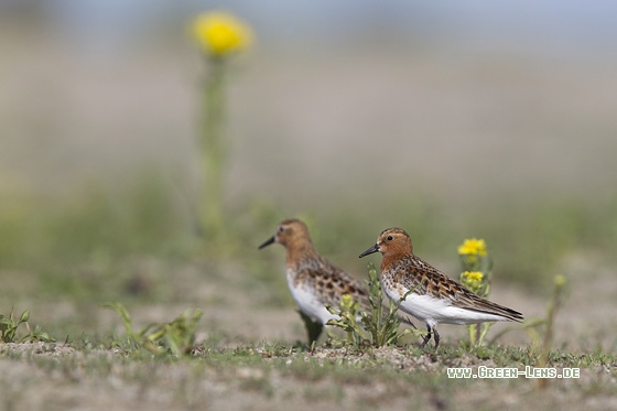 Rotkehl-Strandläufer - Copyright Mathias Putze