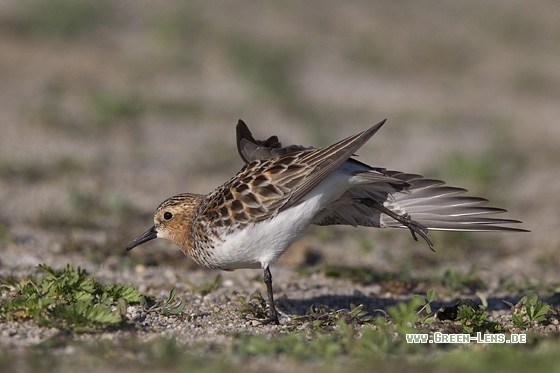 Rotkehl-Strandläufer - Copyright Mathias Putze