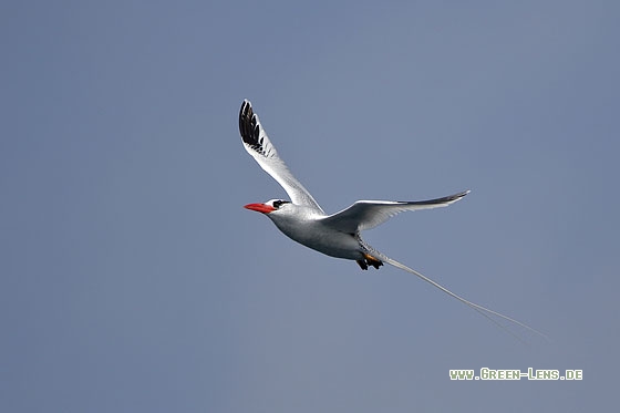 Rotschnabel-Tropikvogel - Copyright Stefan Pfützke
