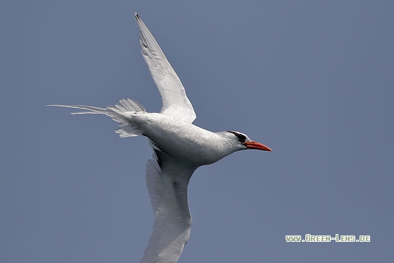 Rotschnabel-Tropikvogel - Copyright Stefan Pfützke