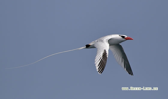 Rotschnabel-Tropikvogel - Copyright Stefan Pfützke