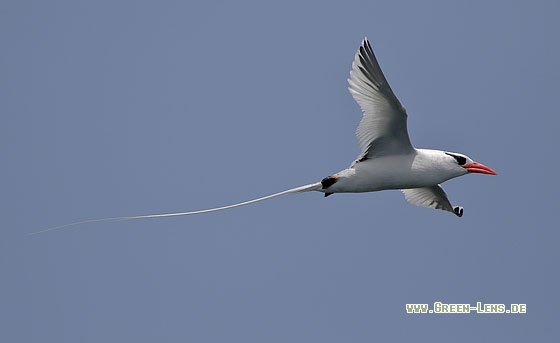 Rotschnabel-Tropikvogel - Copyright Stefan Pfützke