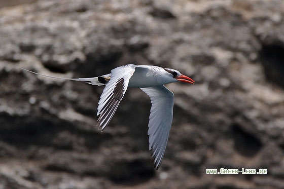 Rotschnabel-Tropikvogel - Copyright Stefan Pfützke