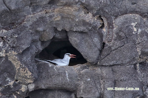 Rotschnabel-Tropikvogel - Copyright Stefan Pfützke