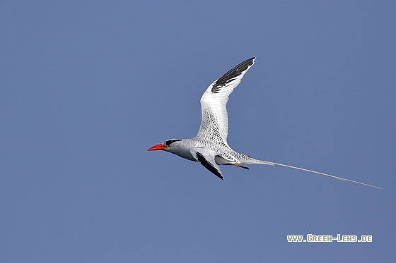 Rotschnabel-Tropikvogel - Copyright Stefan Pfützke