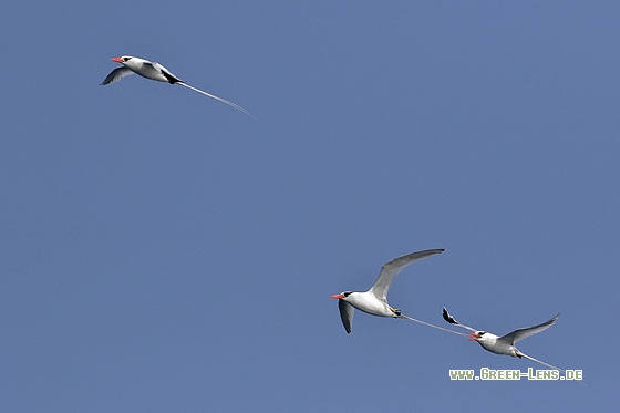 Rotschnabel-Tropikvogel - Copyright Stefan Pfützke