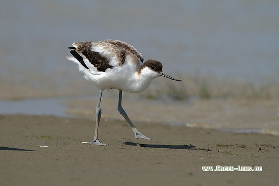 Säbelschnäbler - Copyright Stefan Pfützke