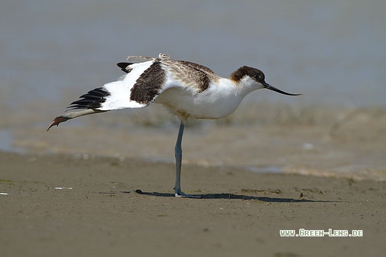 Säbelschnäbler - Copyright Stefan Pfützke