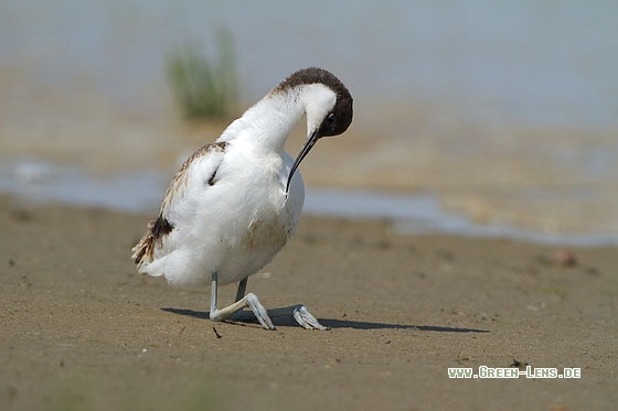 Säbelschnäbler - Copyright Stefan Pfützke
