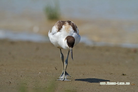 Säbelschnäbler - Copyright Stefan Pfützke