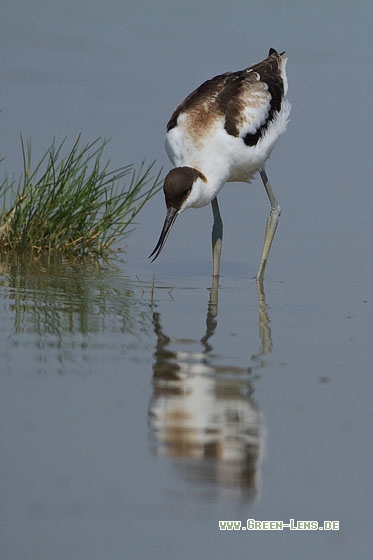 Säbelschnäbler - Copyright Stefan Pfützke