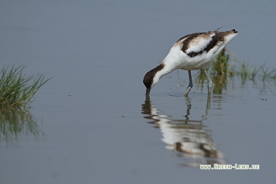 Säbelschnäbler - Copyright Stefan Pfützke
