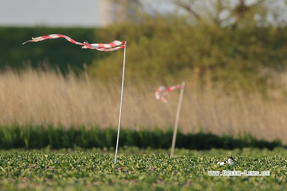 Säbelschnäbler - Copyright Stefan Pfützke