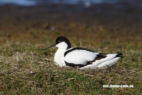 Säbelschnäbler - Copyright Stefan Pfützke