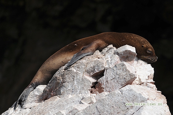 Südamerikanischer Seelöwe - Copyright Christian Gelpke