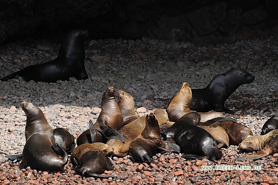 Südamerikanischer Seelöwe - Copyright Christian Gelpke
