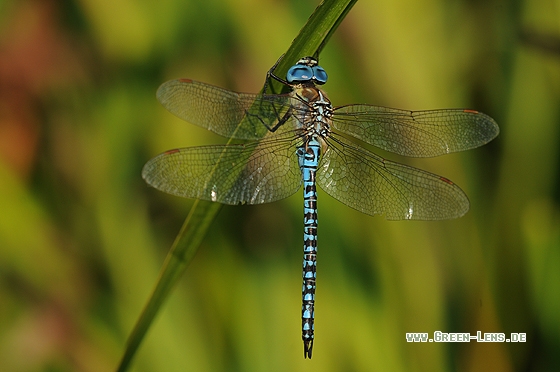 Südliche Mosaikjungfer - Copyright Christian Gelpke