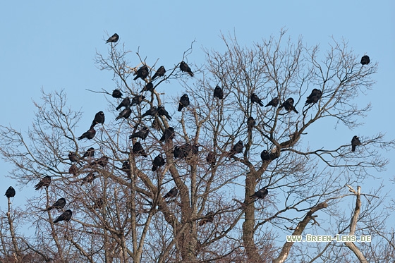 Saatkrähe - Copyright Mathias Putze