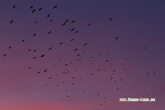 Saatkrähe - Copyright Mathias Putze