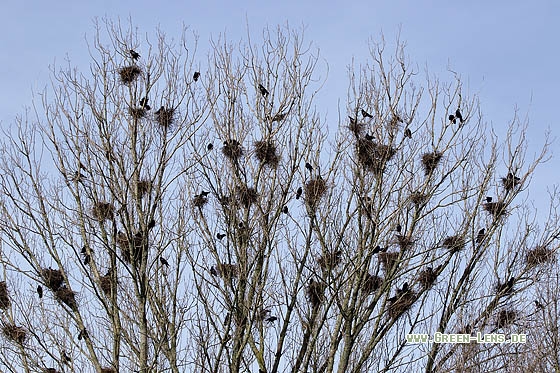 Saatkrähe - Copyright Stefan Pfützke