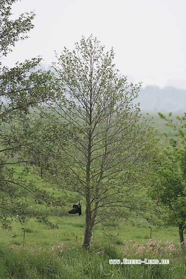 Saatkrähe - Copyright Stefan Pfützke